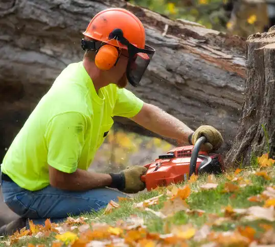 tree services Bexley